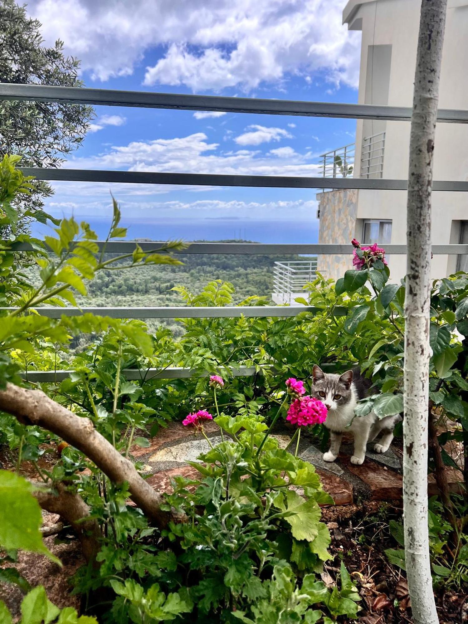 Vuno Vila Tatjana旅馆 外观 照片